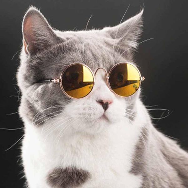 cat costumes pet products lovely vintage round sunglasses reflection eye wear glasses for small dog pos props accessories
cat costumes pet products lovely vintage round sunglasses reflection eye wear glasses for small dog pos props accessories