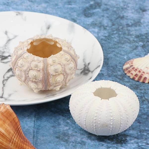 sea urchin soilless plant potted flower pots shell conch pot home decor planters &
sea urchin soilless plant potted flower pots shell conch pot home decor planters &