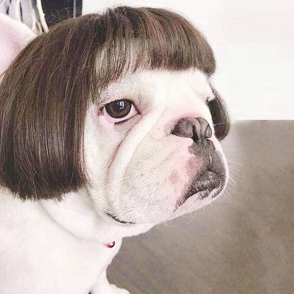 cat costumes pet dog wigs funny prop cross-dressing hair set cute aminal halloween cosplay clothes dress up supplies products
cat costumes pet dog wigs funny prop cross-dressing hair set cute aminal halloween cosplay clothes dress up supplies products