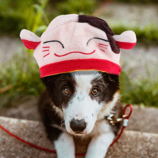 dog apparel 1pc costume fortune cat pattern premium convenient longlasting hat helpful for pet
dog apparel 1pc costume fortune cat pattern premium convenient longlasting hat helpful for pet
