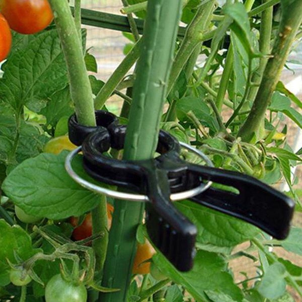 pcs agriculture vines clip garden plant flower vegetable bush clips grape tomato fixing tools planters & pots
pcs agriculture vines clip garden plant flower vegetable bush clips grape tomato fixing tools planters & pots