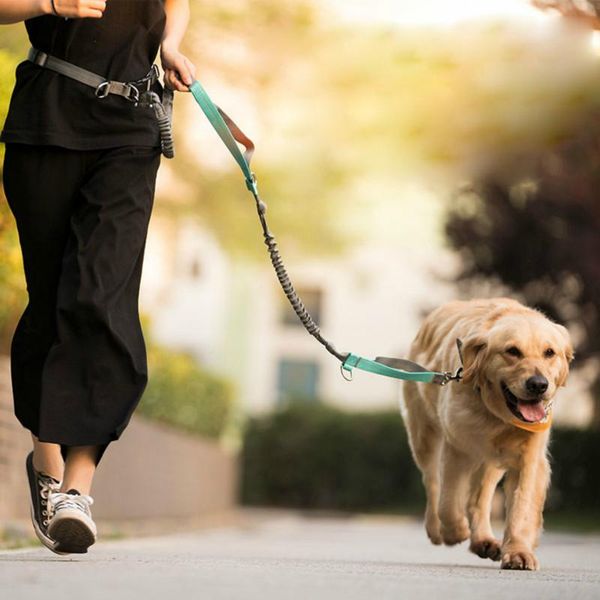 heavy duty retractable medium big dog leash for dogs hands 150 lbs strong running pet lead reflective chain accessories collars & leash
heavy duty retractable medium big dog leash for dogs hands 150 lbs strong running pet lead reflective chain accessories collars & leash