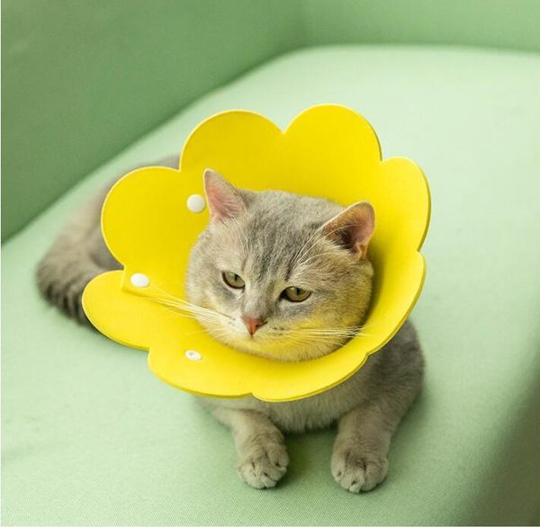 cat collars & leads solid color sunflower nonwovens dog pet elizabeth circle wound healing anti-bite ringcollar protection shield
cat collars & leads solid color sunflower nonwovens dog pet elizabeth circle wound healing anti-bite ringcollar protection shield