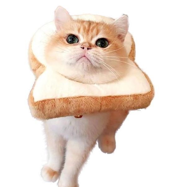 funny pet puppy cats headwear toast headgear cute slice of bread headdresses hats dog cat cosplay dressing up props costumes
funny pet puppy cats headwear toast headgear cute slice of bread headdresses hats dog cat cosplay dressing up props costumes