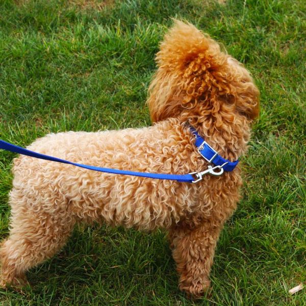 selling plain foam traction belt dog collars harnesses leads leash harness rope perro neck pet accessories products puppy & leashes
selling plain foam traction belt dog collars harnesses leads leash harness rope perro neck pet accessories products puppy & leashes