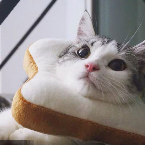 dog collars & leashes soft pet dogs cat headgear toast shaped collar po props decoration costume sal99
dog collars & leashes soft pet dogs cat headgear toast shaped collar po props decoration costume sal99