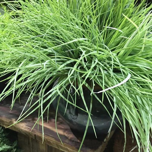 artificial long leave onion leaf grass plastic flower home graden wedding party decorative plants flowers & wreaths
artificial long leave onion leaf grass plastic flower home graden wedding party decorative plants flowers & wreaths