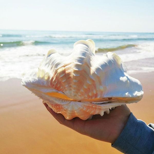 novelty items conch shell dragon scale melaleuca couple fish tank landscaping potted home decoration
novelty items conch shell dragon scale melaleuca couple fish tank landscaping potted home decoration