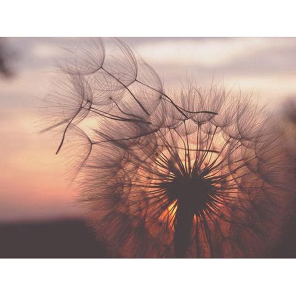 diamond painting full square/round drill embroidery dandelion flower 5d diy cross stitch rhinestone mosaic decor hyy
diamond painting full square/round drill embroidery dandelion flower 5d diy cross stitch rhinestone mosaic decor hyy