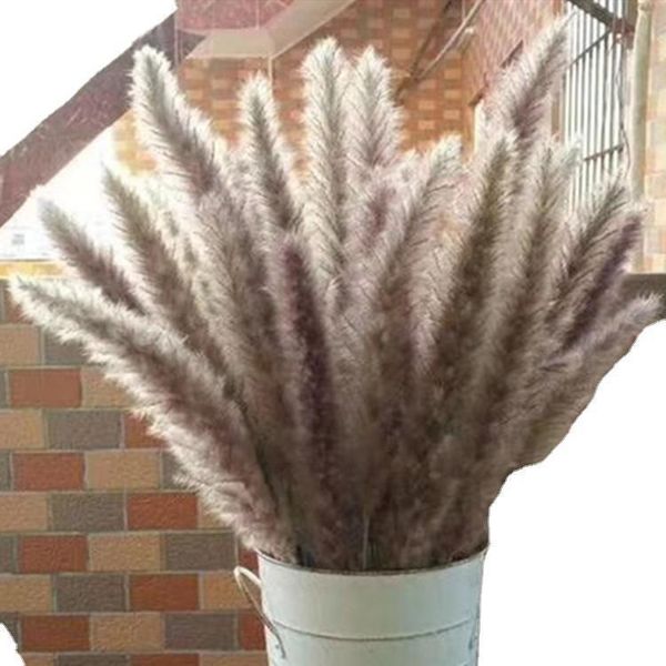 decorative flowers & wreaths 30pcs natural dried pampas grass phragmites communis reed plant wedding flower bunch home decor diy
decorative flowers & wreaths 30pcs natural dried pampas grass phragmites communis reed plant wedding flower bunch home decor diy