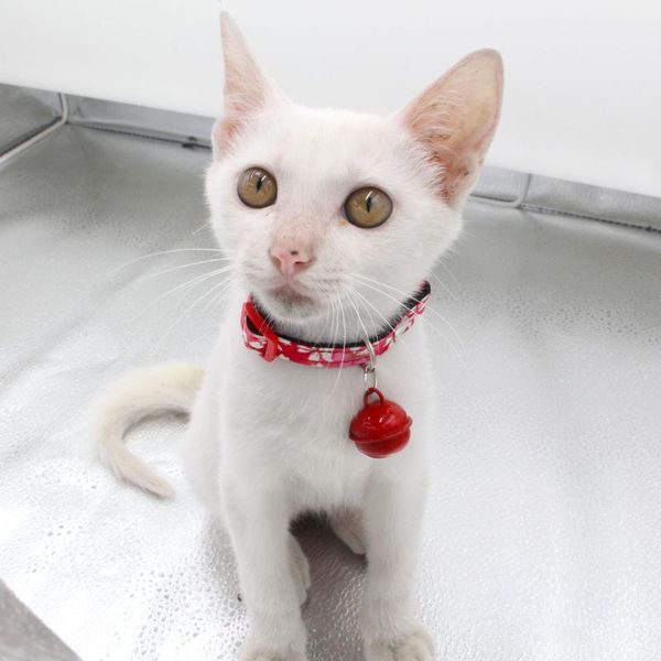 cat collars & leads dog collar with cute flower hollow bell small cats necklace adjustable safety puppy kitten pet bow tie
cat collars & leads dog collar with cute flower hollow bell small cats necklace adjustable safety puppy kitten pet bow tie