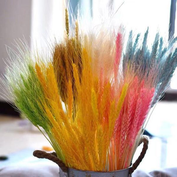decorative flowers & wreaths 40pcs real natural wheat ear bouquet for diy family table dinning party decorations
decorative flowers & wreaths 40pcs real natural wheat ear bouquet for diy family table dinning party decorations