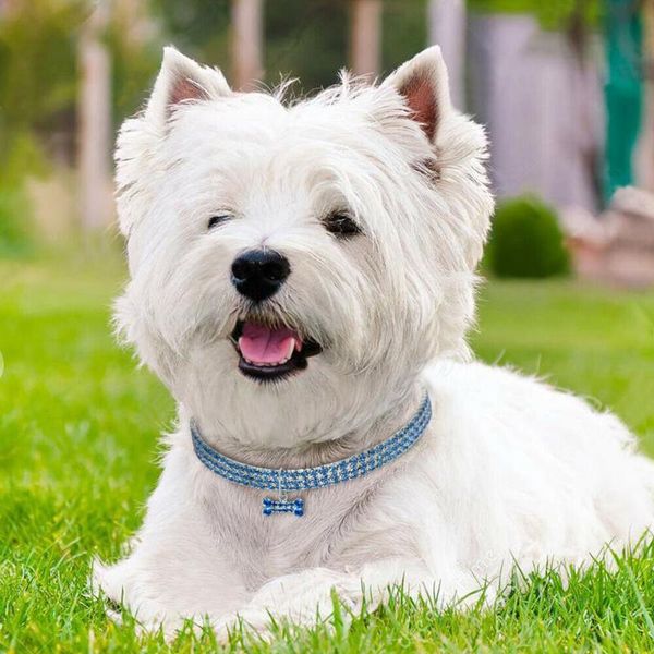 dog apparel pet cats dogs puppy collar cute dazzling elegant fancy rhinestone bone-shaped pendant jeweled p666
dog apparel pet cats dogs puppy collar cute dazzling elegant fancy rhinestone bone-shaped pendant jeweled p666