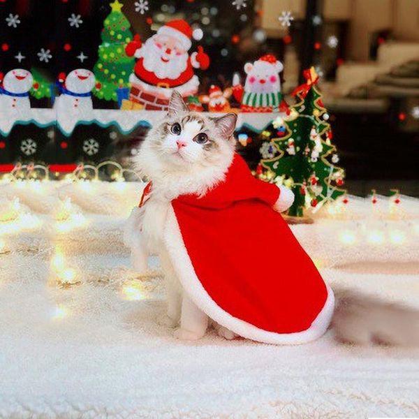 cat costumes cute christmas costume cosplay disguise cloak year suit for small dogs clothes pet accessories
cat costumes cute christmas costume cosplay disguise cloak year suit for small dogs clothes pet accessories