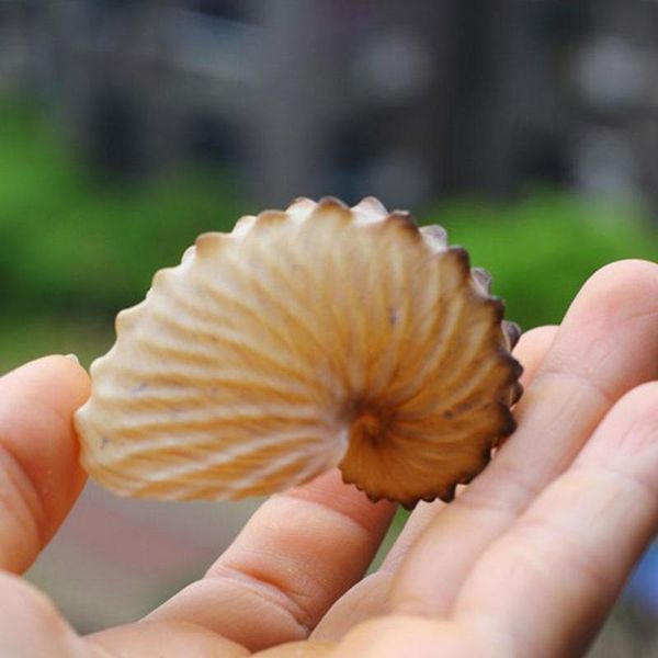 novelty items 5cm natural conch shell broad ship specimen screw boat collection gift ornaments coral aquarium home decor
novelty items 5cm natural conch shell broad ship specimen screw boat collection gift ornaments coral aquarium home decor