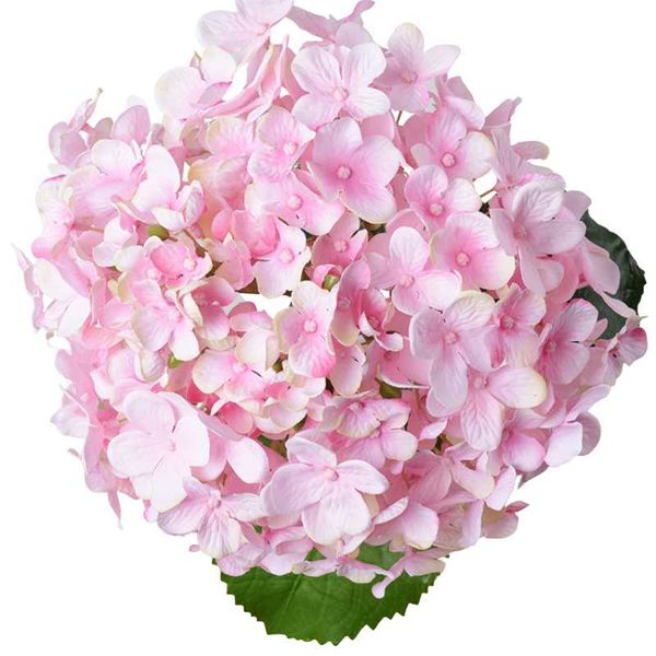 decorative flowers & wreaths 11-color french hydrangea handmade single-stem wedding home fashion ornaments silk simulation flower arrangemen
decorative flowers & wreaths 11-color french hydrangea handmade single-stem wedding home fashion ornaments silk simulation flower arrangemen