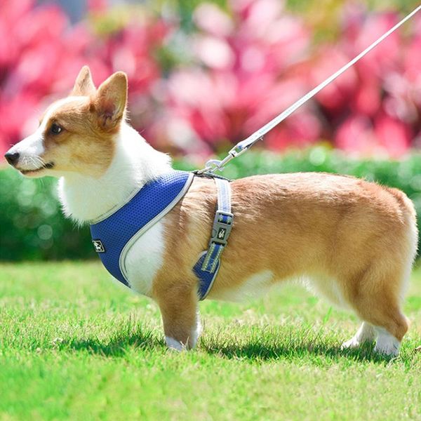 reflective cat harness and leash set dog training adjustable pet harnesses for small middle supplies collars & leashes
reflective cat harness and leash set dog training adjustable pet harnesses for small middle supplies collars & leashes