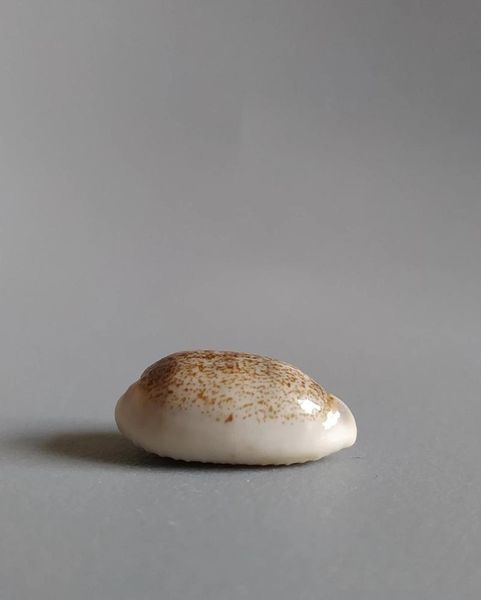 novelty items natural boutique rare treasures collectibles selected conch