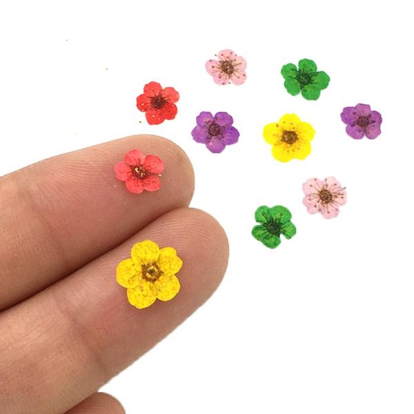 decorative flowers & wreaths 10pcs/bag real nail lace dried leaf art decoration diy tips small nails stickers for manicure tools
decorative flowers & wreaths 10pcs/bag real nail lace dried leaf art decoration diy tips small nails stickers for manicure tools
