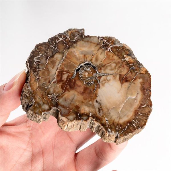 decorative objects & figurines 1pc natural fossil and minerals woodstone wood tree for home decoration wooden cup cushion stone
decorative objects & figurines 1pc natural fossil and minerals woodstone wood tree for home decoration wooden cup cushion stone