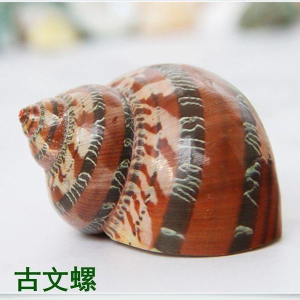 novelty items natural conch shell, ancient text, spiral shell fish, hermit crab, replacement
novelty items natural conch shell, ancient text, spiral shell fish, hermit crab, replacement