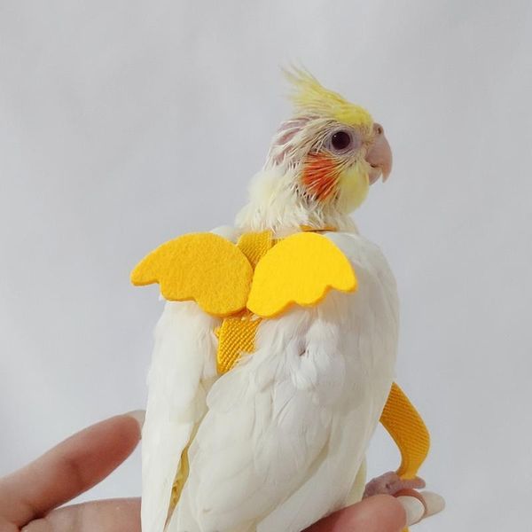 other bird supplies parrot pet flying training rope anti-bite leash kits lovely creative fashion harness with playthings
other bird supplies parrot pet flying training rope anti-bite leash kits lovely creative fashion harness with playthings