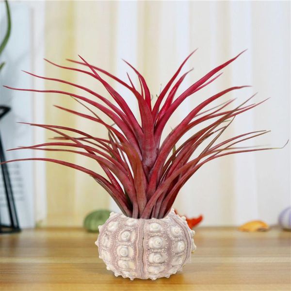 4pcs creative sea urchin ornaments tillandsia cultivation containers diy planting pots for home shop office novelty items
4pcs creative sea urchin ornaments tillandsia cultivation containers diy planting pots for home shop office novelty items