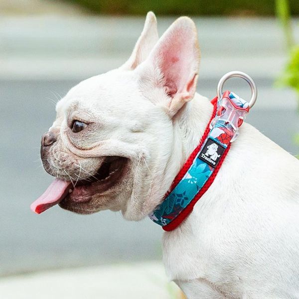 dog collars & leashes adapter collar fabric chihuahua designer dogs necklace pet products perro puppy accessories
dog collars & leashes adapter collar fabric chihuahua designer dogs necklace pet products perro puppy accessories