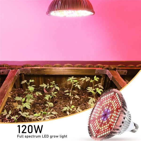grow light full spectrum 120w e27 ir led growing bulb fitolamp for indoor hydroponics tent flowers plants growth lamp lights
grow light full spectrum 120w e27 ir led growing bulb fitolamp for indoor hydroponics tent flowers plants growth lamp lights