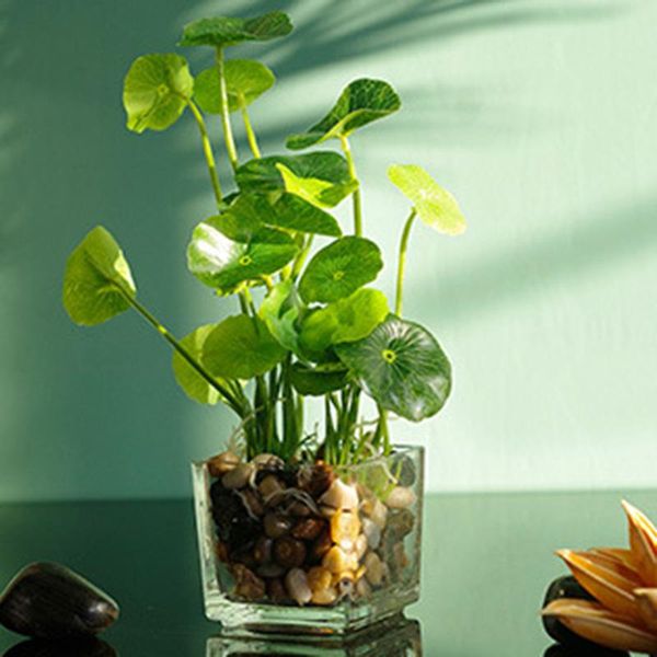 decorative flowers & wreaths artificial plants with simulation bonsai glass pot 4-leaf clover window decoration household table ti99
decorative flowers & wreaths artificial plants with simulation bonsai glass pot 4-leaf clover window decoration household table ti99