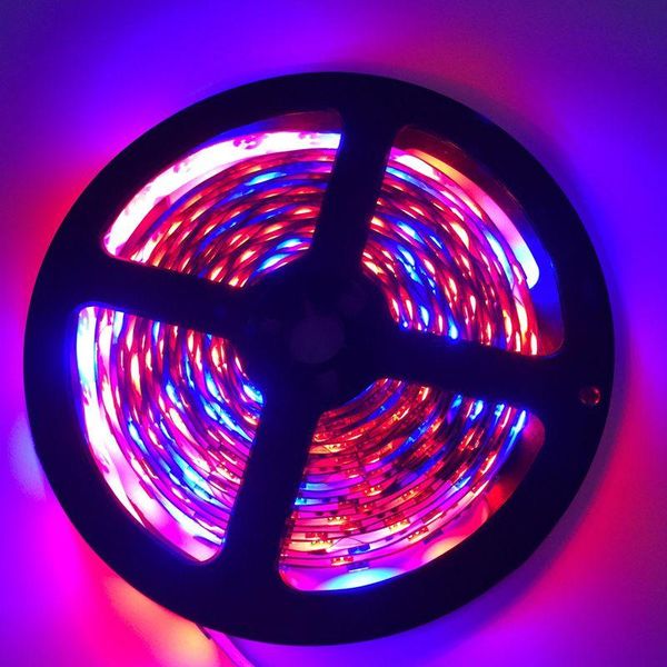 grow lights dc12v red blue growing lamp led flexible strip for greenhouse hydroponic plant 5m/lot
grow lights dc12v red blue growing lamp led flexible strip for greenhouse hydroponic plant 5m/lot