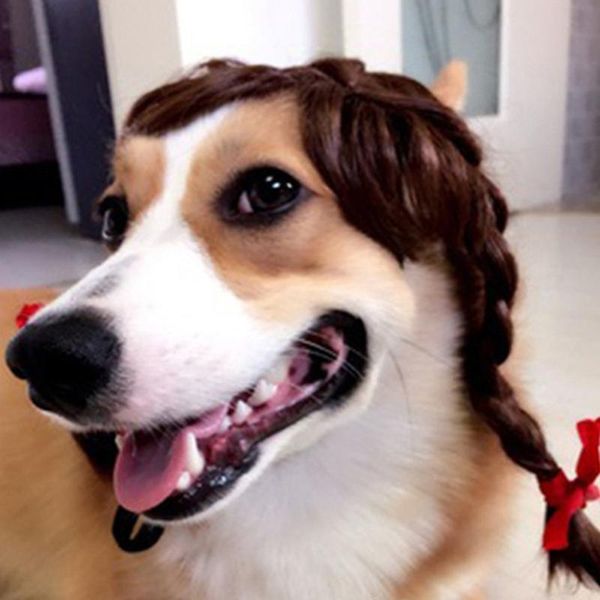 dogs wigs hair cosplay accessories funny for pets cats halloween supplies interesting postiche cheveux afro benodigdheden dog apparel
dogs wigs hair cosplay accessories funny for pets cats halloween supplies interesting postiche cheveux afro benodigdheden dog apparel