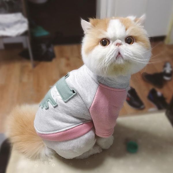 dog apparel pet small clothes teddy pomeranian spring summer and fall day sweater cat
dog apparel pet small clothes teddy pomeranian spring summer and fall day sweater cat