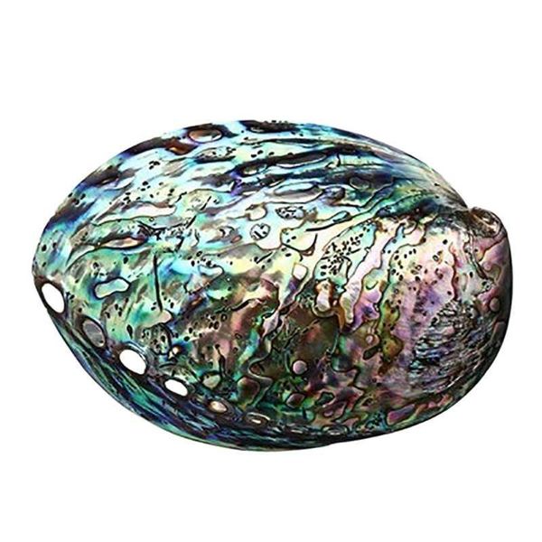 novelty items 10-12cm large rainbow abalone shell charm beach seashell car office house decor
novelty items 10-12cm large rainbow abalone shell charm beach seashell car office house decor