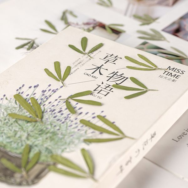 guanmen grass tip leaf embossing flower dried plant specimen tree manual decal diy bookmark material festival gift design
guanmen grass tip leaf embossing flower dried plant specimen tree manual decal diy bookmark material festival gift design