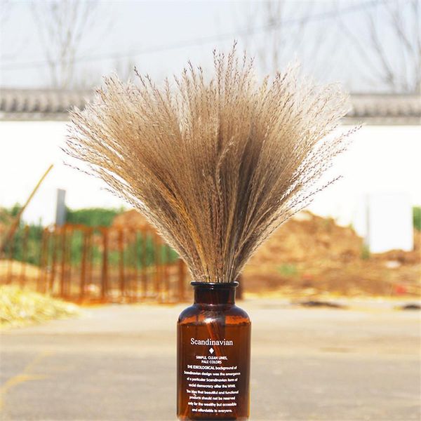 decorative flowers & wreaths 2021 selling event decorations wedding plants dried bouquet natural real preserved horse tail grass
decorative flowers & wreaths 2021 selling event decorations wedding plants dried bouquet natural real preserved horse tail grass