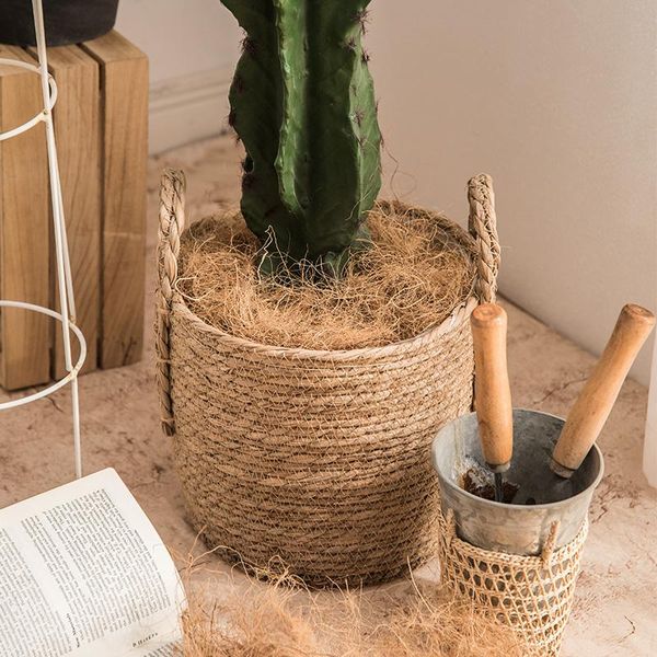 hainan native florist decorates gardening coconut silk shop natural palm potted plant decorative objects & figurines
hainan native florist decorates gardening coconut silk shop natural palm potted plant decorative objects & figurines