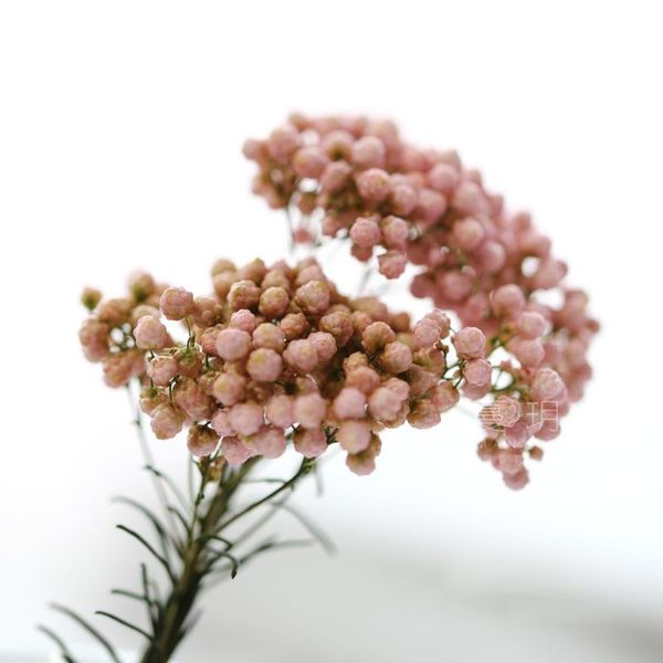 decorative flowers & wreaths 1 bag diy handmade scented candle millet float decorated with eternal flower accessories preserved
decorative flowers & wreaths 1 bag diy handmade scented candle millet float decorated with eternal flower accessories preserved