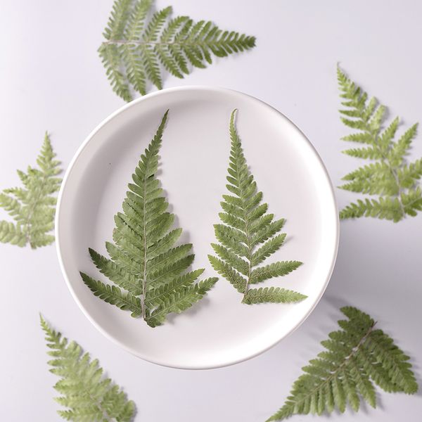 fern tip dry flower makeup plant specimen embossed mobile phone case bookmark kindergarten manual leaf sticker festival gift design
fern tip dry flower makeup plant specimen embossed mobile phone case bookmark kindergarten manual leaf sticker festival gift design