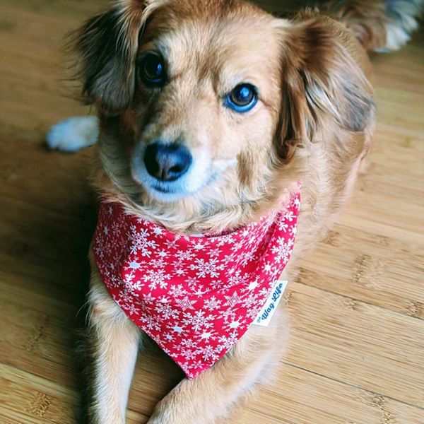 dog apparel custom christmas bandana, red scarf, bandana for dogs doggies, winter snowflake gift, lover
dog apparel custom christmas bandana, red scarf, bandana for dogs doggies, winter snowflake gift, lover