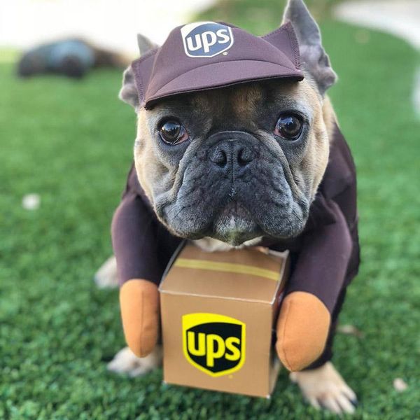 pet dog cat funny express disguise cosplay costume halloween christmas comical outfits with wig set festival party clothing costumes
pet dog cat funny express disguise cosplay costume halloween christmas comical outfits with wig set festival party clothing costumes