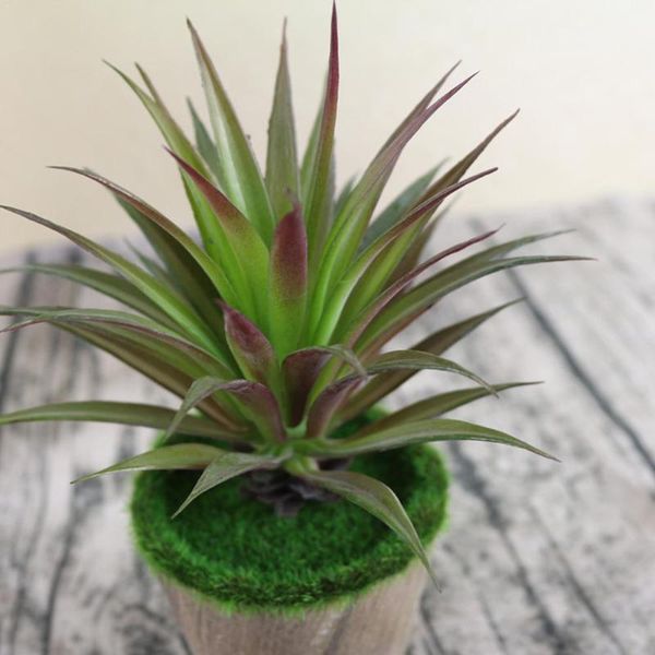decorative flowers & wreaths green pink yellow zebra aloe artificial succulents plants wall garden decoration fake plastic home diy 13x18c o
decorative flowers & wreaths green pink yellow zebra aloe artificial succulents plants wall garden decoration fake plastic home diy 13x18c o