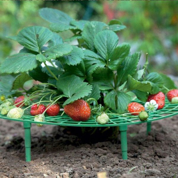 other garden supplies strawberry frame stand balcony vegetable rack plant climbing support fruit protection shelf net gardening accessories
other garden supplies strawberry frame stand balcony vegetable rack plant climbing support fruit protection shelf net gardening accessories