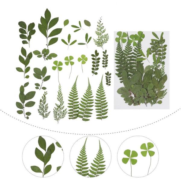 frames 2pcs real dried pressed leaves natural dry leaf diy embellishment decor (green)
frames 2pcs real dried pressed leaves natural dry leaf diy embellishment decor (green)