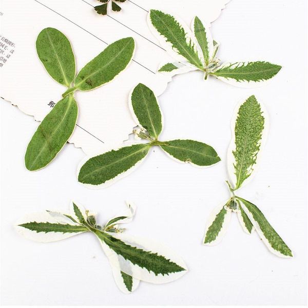 decorative flowers & wreaths 2021 silver leaves dried pressed flower true plants for diy resin bracelet 80 pcs
decorative flowers & wreaths 2021 silver leaves dried pressed flower true plants for diy resin bracelet 80 pcs