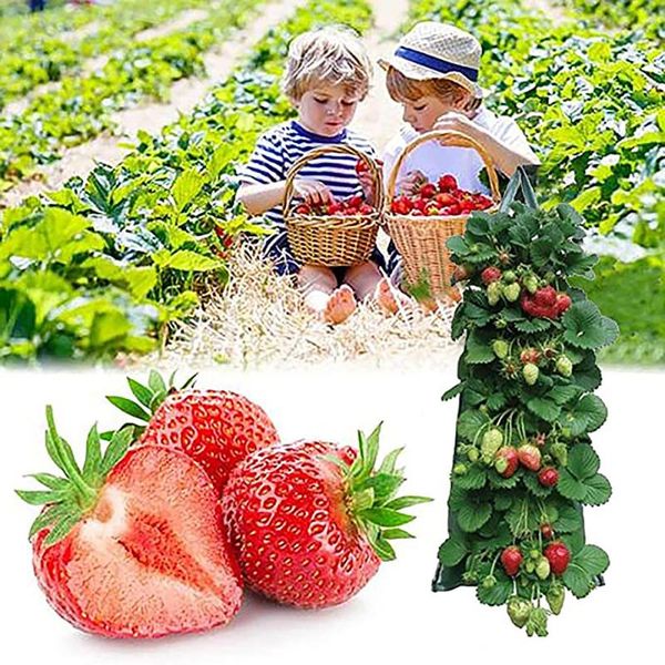 planters & pots planter pe fabrics pot multi-mouth strawberry bag non-woven container gardening tool vertical seedling hanging grow bags
planters & pots planter pe fabrics pot multi-mouth strawberry bag non-woven container gardening tool vertical seedling hanging grow bags