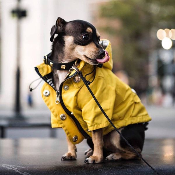 Pet Dog Cothes for Sma Medium Dogs Waterproof Puppy Raincoat Fashion Coo Dog Jacket Coat Windproof Dogs Outfit Pet pie
Pet Dog Cothes for Sma Medium Dogs Waterproof Puppy Raincoat Fashion Coo Dog Jacket Coat Windproof Dogs Outfit Pet pie