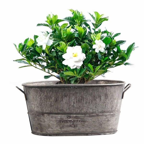 garden plant pot decorative vintage succulent planter zinc coat bucket boxes flo l5ye planters & pots
garden plant pot decorative vintage succulent planter zinc coat bucket boxes flo l5ye planters & pots