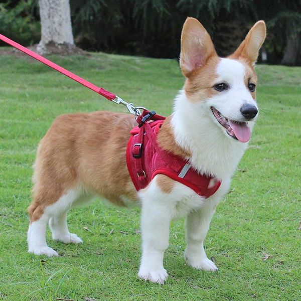 dog collars & leashes feel comfortable to wear, simple mesh breathable pet vest style with reflective traction chest back
dog collars & leashes feel comfortable to wear, simple mesh breathable pet vest style with reflective traction chest back