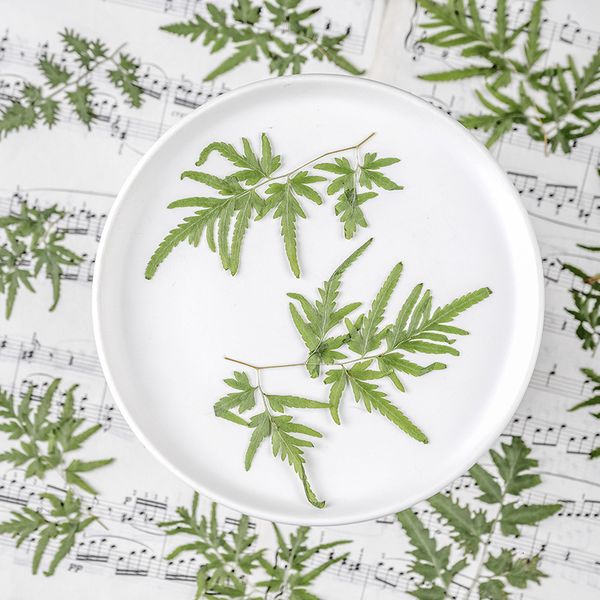 haijinsha zhenye kindergarten hand pasted children's parent-child diy plant p frame specimen dried flower escort festival gift design
haijinsha zhenye kindergarten hand pasted children's parent-child diy plant p frame specimen dried flower escort festival gift design